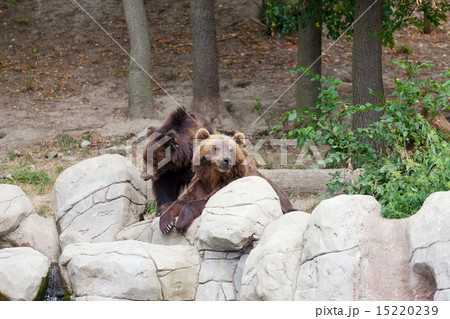Two big brown bears have a rest on stones 15220239