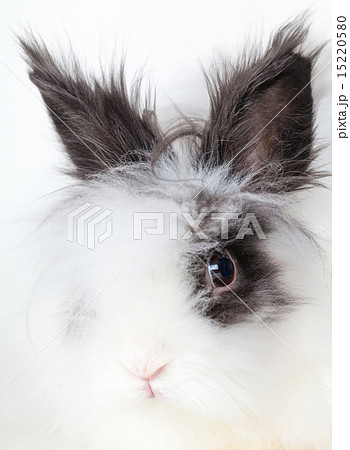 portrait rabbit 15220580