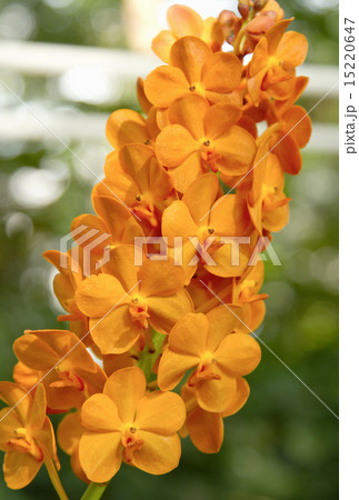 Orange Orchid ,Ascocenda orchid 15220647