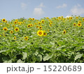 ひまわり畑 15220689