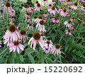 エキナセア 15220692