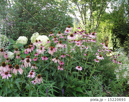 庭の花 庭の花 15220693