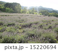 ハーブ畑 15220694