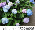 紫陽花 15220696