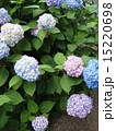 紫陽花 15220698