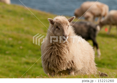 Sheep on the faer oer mykines cliffs Sheep on the faer oer mykines cliffs 15221260