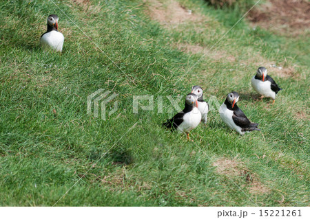 Puffin portrait on the green grass background Puffin portrait on the green grass background 15221261