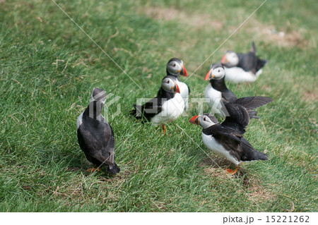 Puffin portrait on the green grass background 15221262