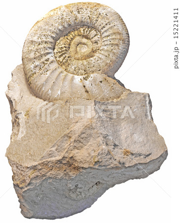 fossilized snail fossilized snail 15221411