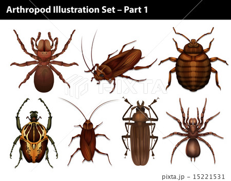 Set of insects 15221531