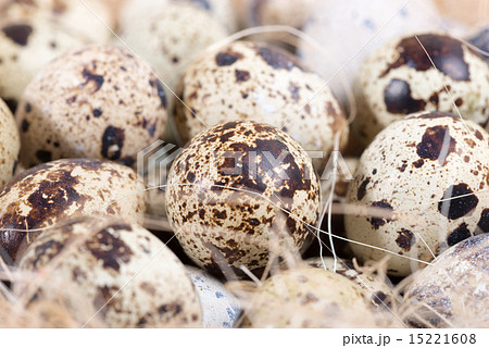 quail eggs lie in a nest on the boards quail eggs lie in a nest on the boards 15221608