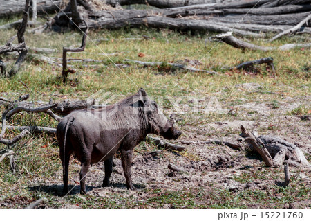 African Wildlife Warthog 15221760