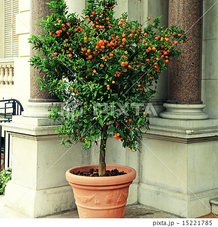 Tangerine tree in the pot, Cote d'Azur, France 15221785