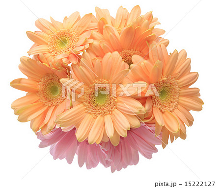 ガーベラ ガーベラ 15222127