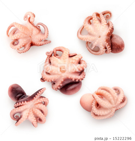 Baby octopus. 15222296