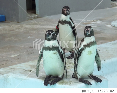 ペンギンの午後ひととき ペンギンの午後ひととき 15223102