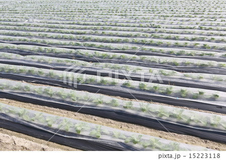 たばこ畑 たばこ畑 15223118