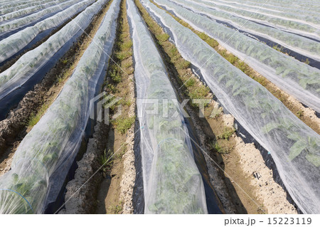 たばこ畑 たばこ畑 15223119