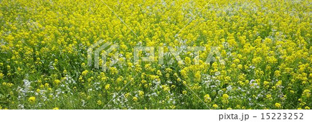 福島潟の菜の花 15223252