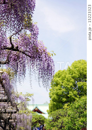 亀戸天神の藤の花 15223323