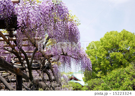 亀戸天神の藤の花 15223324