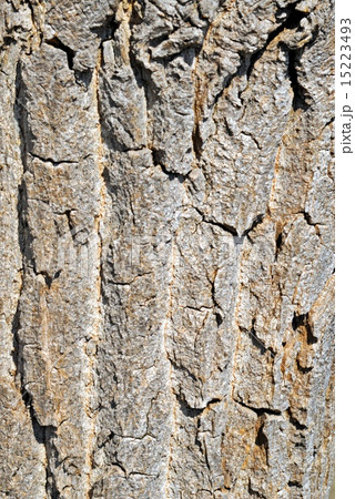 Rough tree bark texture Rough tree bark texture 15223493