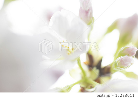 桜 桜 15223611
