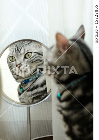 鏡の中の猫 15223805