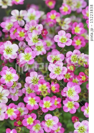 クモマグサ クモマグサ 15223838