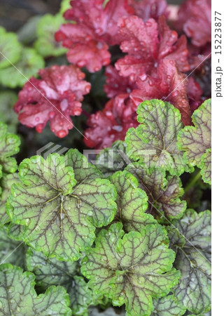 ヒューケラ ヒューケラ 15223877