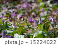 かたくり 15224022