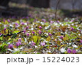 カタクリ 15224023