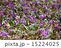 カタクリ 15224025