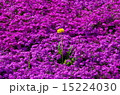 芝桜 15224030