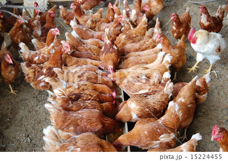 鶏 15224455