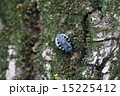 サシガメ 15225412