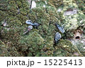 サシガメ 15225413