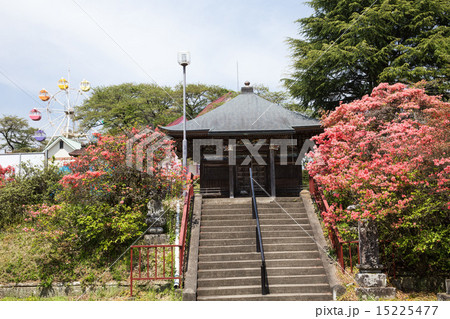 千手山公園のツツジ 15225477