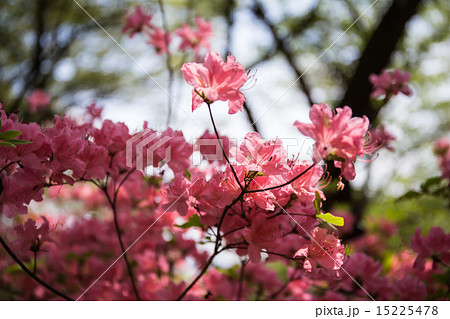 千手山公園のツツジ 15225478