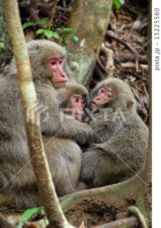 屋久猿 15225560