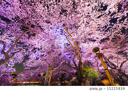 千鳥ヶ淵の夜桜とLED照明 千鳥ヶ淵の夜桜とLED照明 15225839