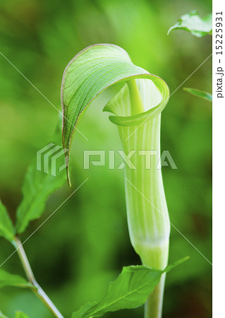 蝮草 蝮草 15225931