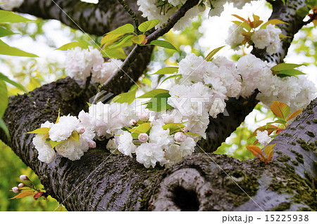 八重桜 15225938