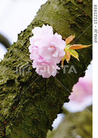 八重桜 八重桜 15225939
