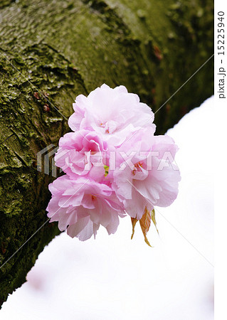 八重桜 八重桜 15225940