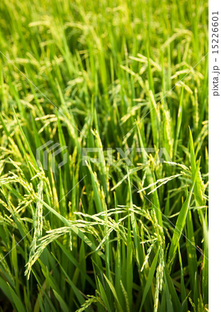 In the rice fields. 15226601