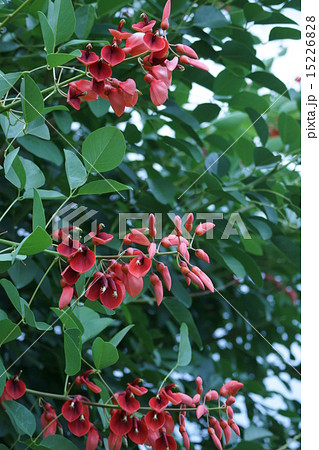 夏の花アメリカデイゴ　和名は海紅豆(かいこうず) 15226828