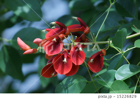 夏の花アメリカデイゴ　和名は海紅豆(かいこうず) 15226829