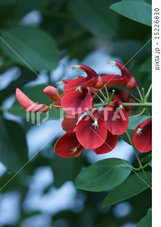 夏の花アメリカデイゴ　和名は海紅豆(かいこうず) 15226830