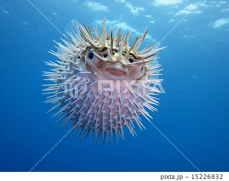 ハリセンボン ハリセンボン 15226832